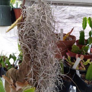 Live Air Plants (Tillandsia) Spanish Moss